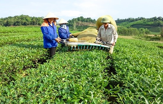 Tổ đổi công thu hoạch chè ở huyện Thanh Chương, Nghệ An