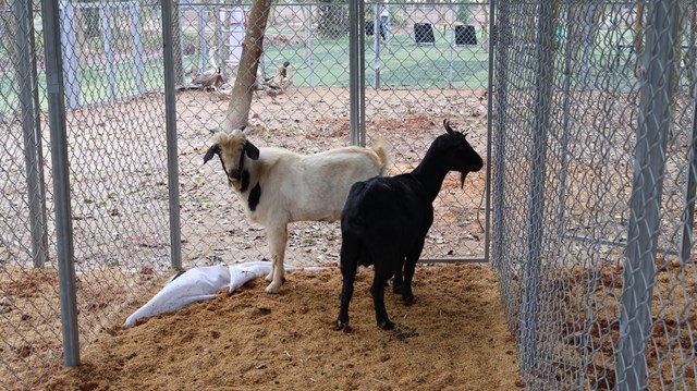 H&igrave;nh ảnh D&ecirc; tại vườn Thực vật