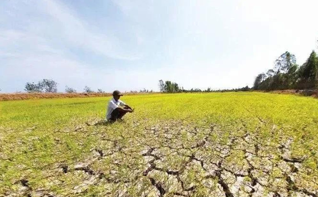 X&acirc;m nhập mặn tại ĐBSCL m&ugrave;a kh&ocirc; năm 2025- 2026. Ảnh ST