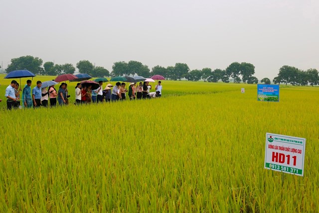 N&ocirc;ng d&acirc;n, c&aacute;n bộ c&aacute;c địa phương thăm m&ocirc; h&igrave;nh l&uacute;a chất lượng cao theo ti&ecirc;u chuẩn VietGAP.
