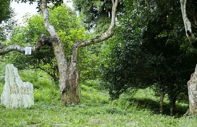 Nâng tầm giá trị trà Shan tuyết, đưa sản phẩm chinh phục thị trường - Ảnh 1
