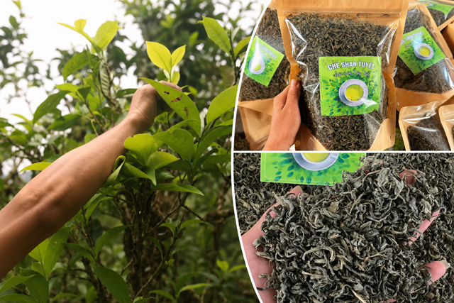 Điện Biên - Đánh thức vùng chè di sản Tủa Chùa - Ảnh 1