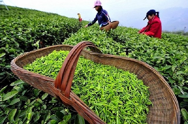Ngành chè Việt Nam tìm đường nâng giá trị bằng phân khúc chất lượng cao - Ảnh 2