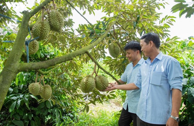 Từ mã số vùng trồng đến “hộ chiếu số” cho nông sản Đắk Lắk - Ảnh 2