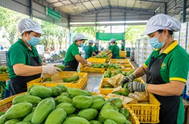 TP.HCM siết mã số vùng trồng, củng cố “hộ chiếu” cho nông sản xuất khẩu - Ảnh 2