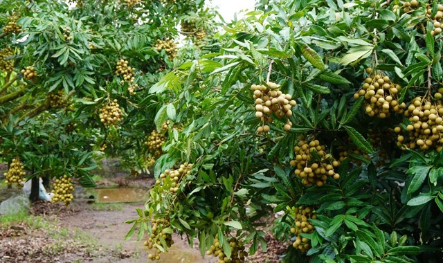 Nông sản Hưng Yên tìm “đường băng” trên thị trường số - Ảnh 2