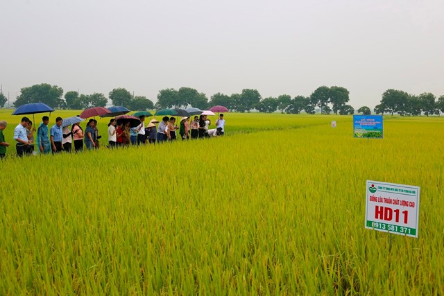 Nông dân, cán bộ các địa phương thăm mô hình lúa chất lượng cao theo tiêu chuẩn VietGAP