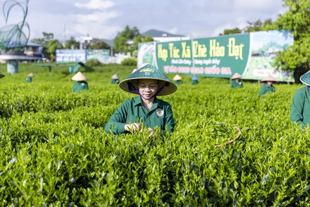 Chè Thái Nguyên minh bạch hóa nguồn gốc chè - Ảnh 2