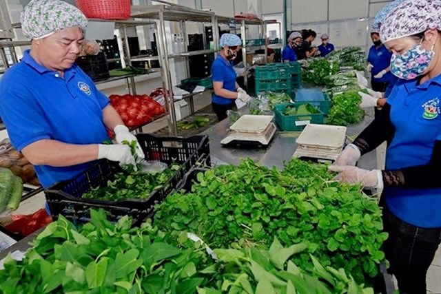 Phường Chương Mỹ tháo gỡ khó khăn trong tiêu thụ nông sản an toàn