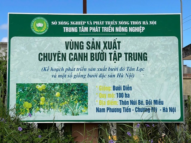 Mô hình vùng sản xuất chuyên canh bưởi tập chung tại xã Xuân Mai - Hà Nội