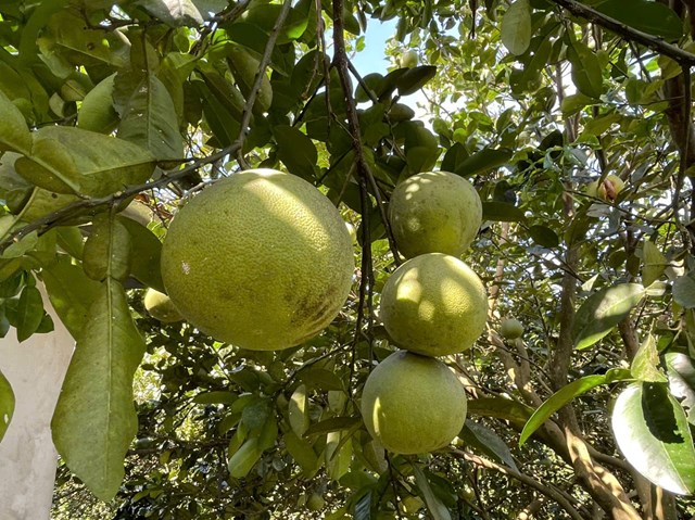 Bưởi đỏ Tân Lạc trồng tại Núi Bé xã Xuân Mai
