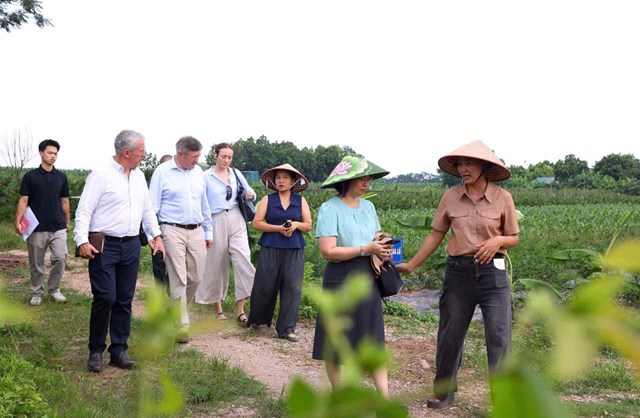 Sản xuất nông nghiệp kết hợp với đón khách tham quan, trải nghiệm tại xã Liên Minh (Hà Nội). Ảnh: An Lạc Farm