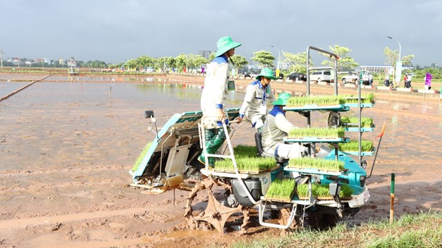 Ứng dụng mạ khay cấy máy giúp giảm chi phí sản xuất và nâng cao năng suất lúa. Ảnh: Hương Giang