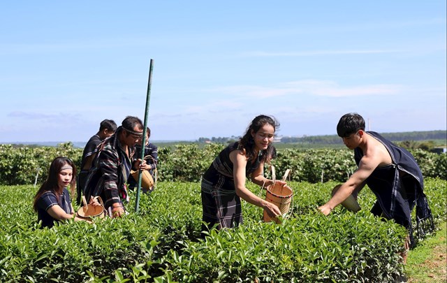 Phát triển vùng chè gắn với du lịch trải nghiệm: Mở hướng đi mới cho kinh tế trà - Ảnh 3