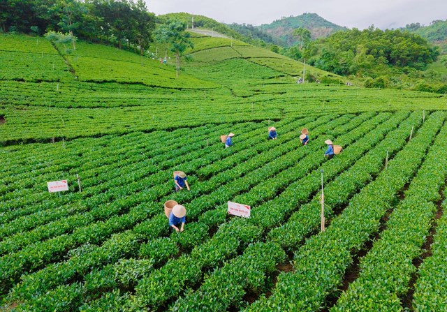 Phát triển vùng chè gắn với du lịch trải nghiệm: Mở hướng đi mới cho kinh tế trà - Ảnh 2