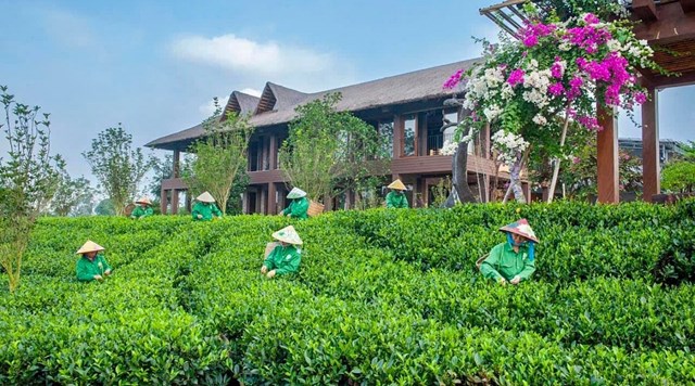 Phát triển vùng chè gắn với du lịch trải nghiệm: Mở hướng đi mới cho kinh tế trà - Ảnh 1