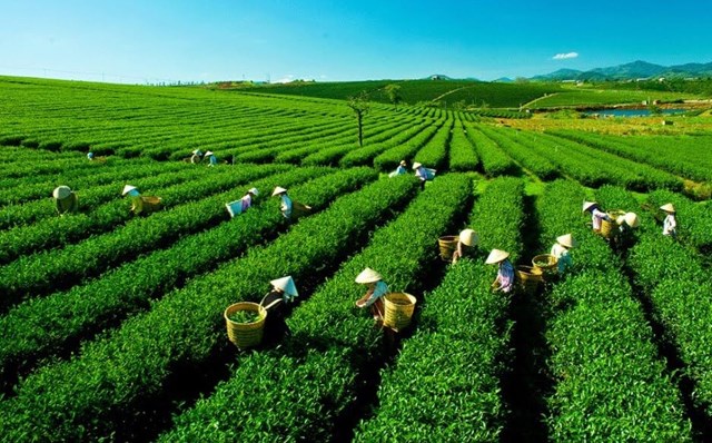 Thái Nguyên khẩn trương hoàn tất công tác chuẩn bị Festival Trà quốc tế 2026 - Ảnh 1