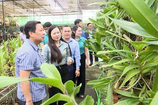 Mô hình trồng hoa lan ở xã An Khánh mang lại thu nhập cao cho nông dân xã An Khánh (Hà Nội). Ảnh: Xuân Phúc